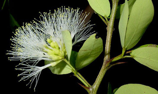 Pithecellobium winzerlingii